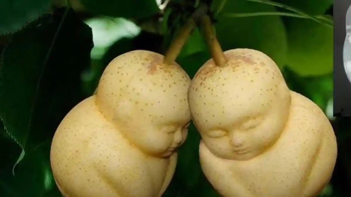 3 Makanan Manis yang Bisa Bantu Turunkan Kadar Gula Darah Tinggi dan Ampuh Atasi Diabetes