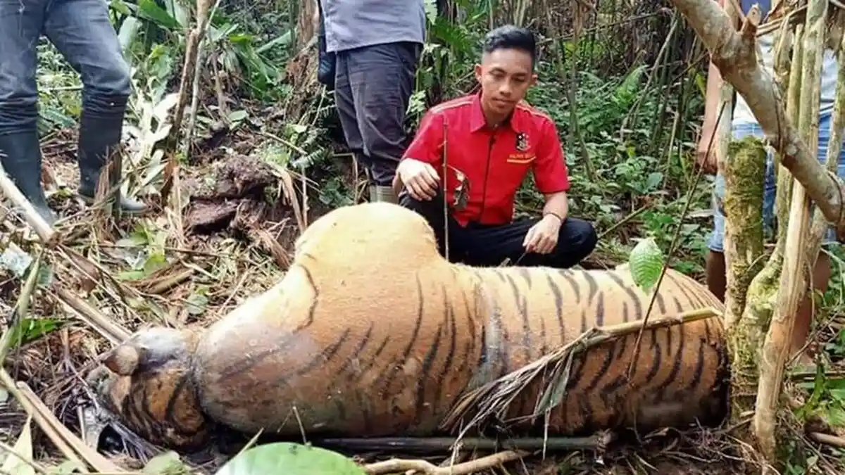 Terjerat Kawat di Bengkulu, Seekor Harimau Sumatera Ditemukan Tewas