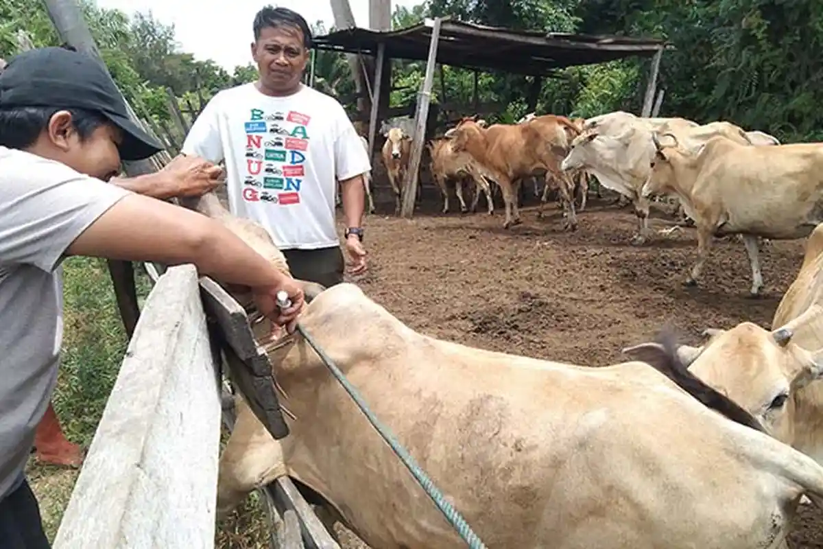 Target Vaksin 1000 Ekor Ternak, Tim Kesehatan Hewan Aceh Singkil Gencarkan Vaksinasi Cegah PMK