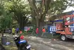 Ancam Keselamatan Warga, DLHK Mamuju Pangkas Pohon Rindang di SMPN 2 Mamuju