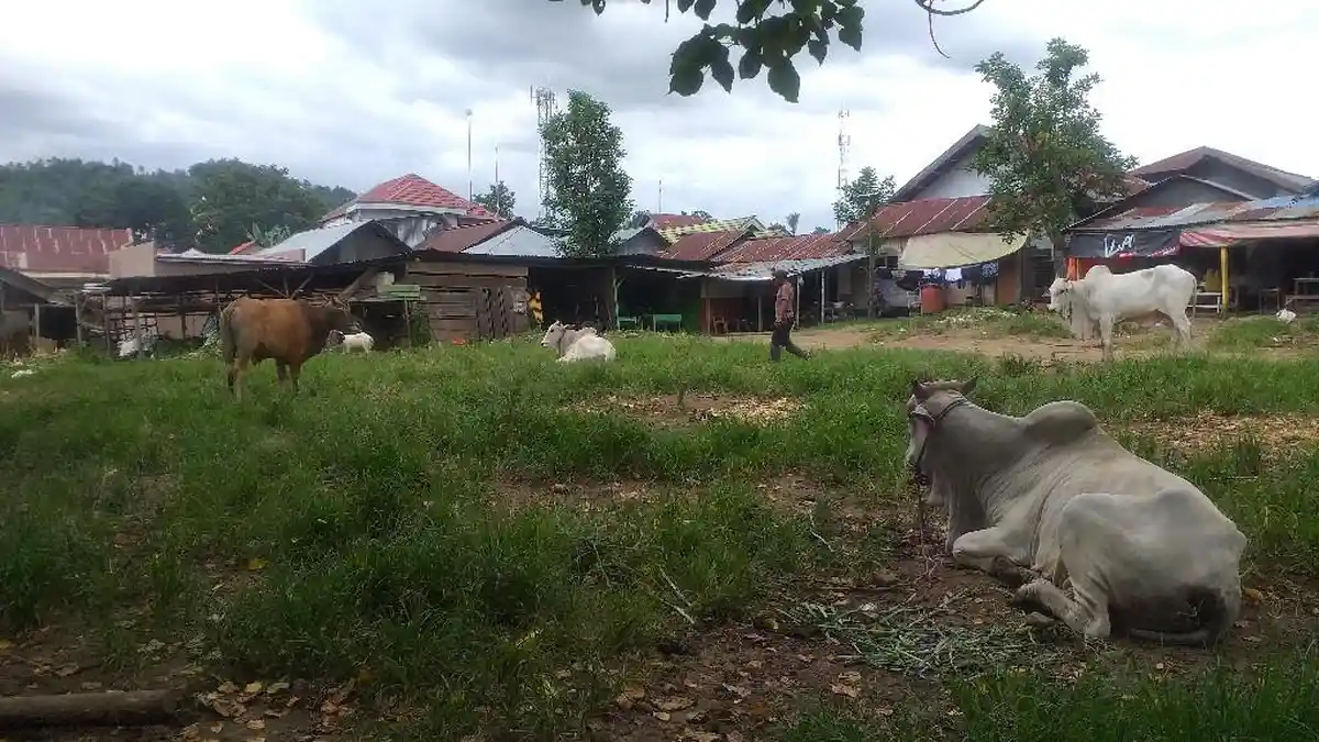 Harga Sapi Kurban di Kotamobagu Sulawesi Utara, Paling Murah Rp 10 Juta