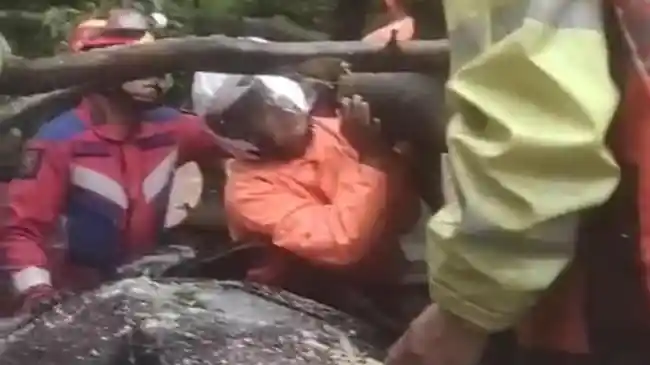 Hujan Deras dan Angin Kencang Picu Pohon Tumbang di Kebayoran Baru sehingga Menewaskan Satu Orang