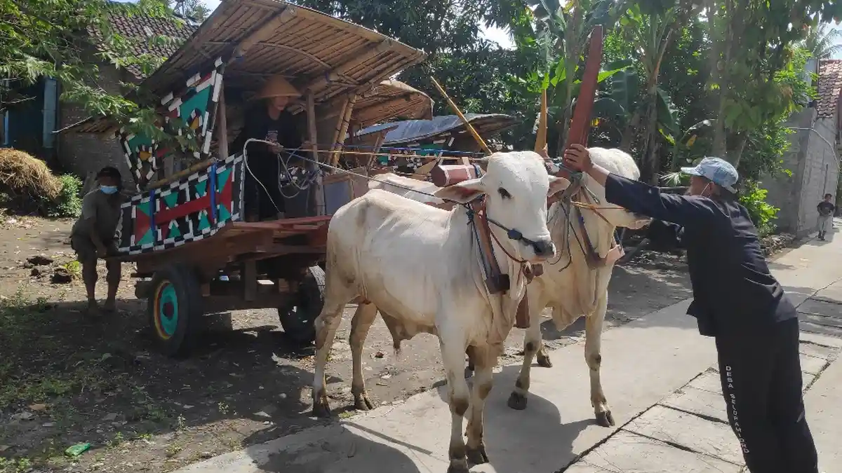 Bajingan di Bantul Kemas Wisata Naik Gerobak Sapi untuk Lestarikan Alat Transportasi Tradisional
