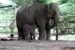 Menyusui Anak Gajah