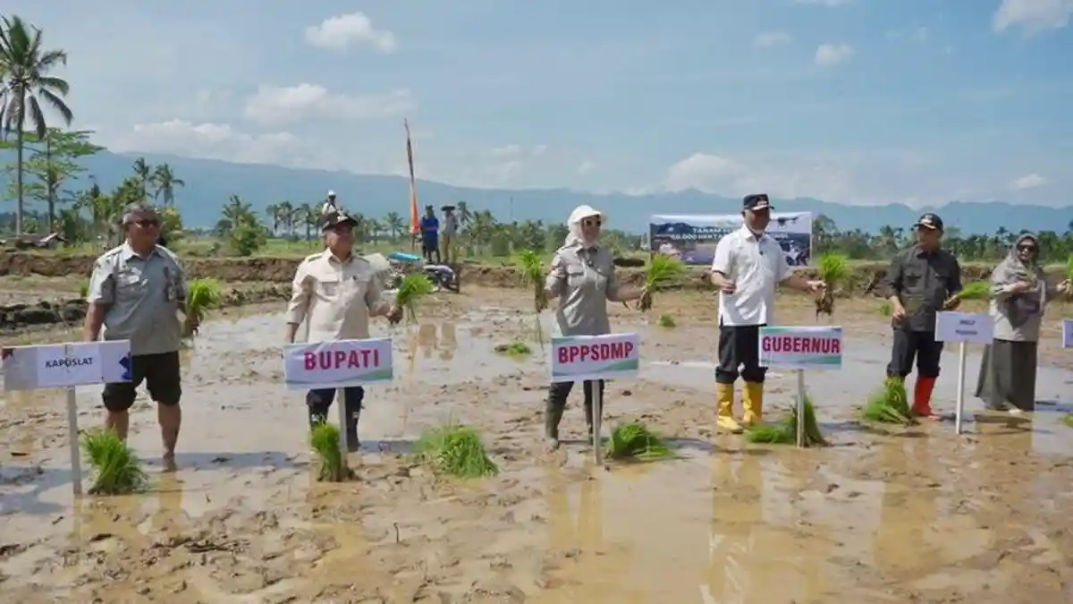 Pacu Produksi Nasional, Kementan Tanam Padi Serempak di 25 Provinsi