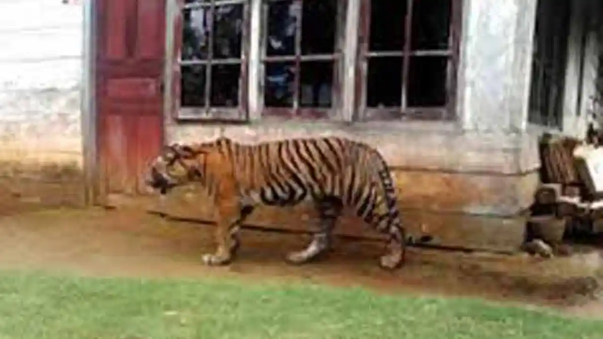 Harimau Muncul di Permukiman Warga, BBKSDA Edukasi Warga Lakukan Ini