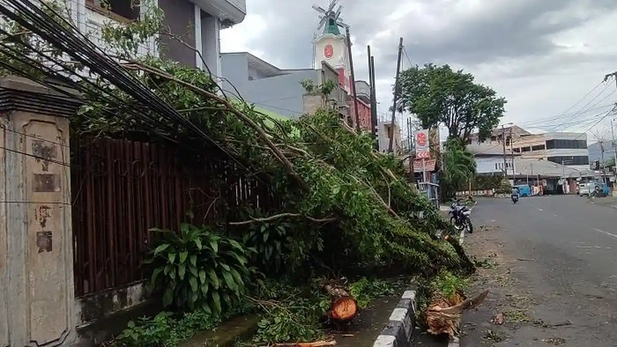 Banyak Pohon Tumbang di Manado, Pengendara Minta Dinas Terkait Tebang yang Sudah Tua 