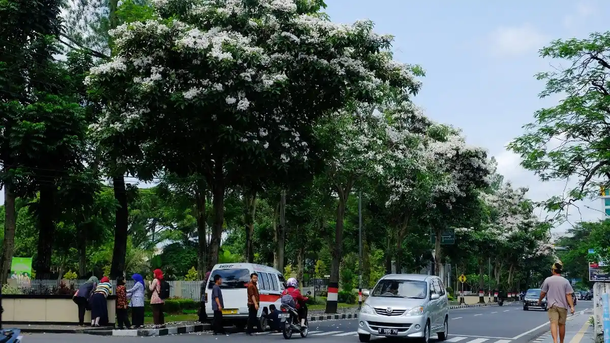 Wow . . . Pohon Mirip Sakura di Pinggiran Jalan Protokol Kota Magelang Mulai Berbunga