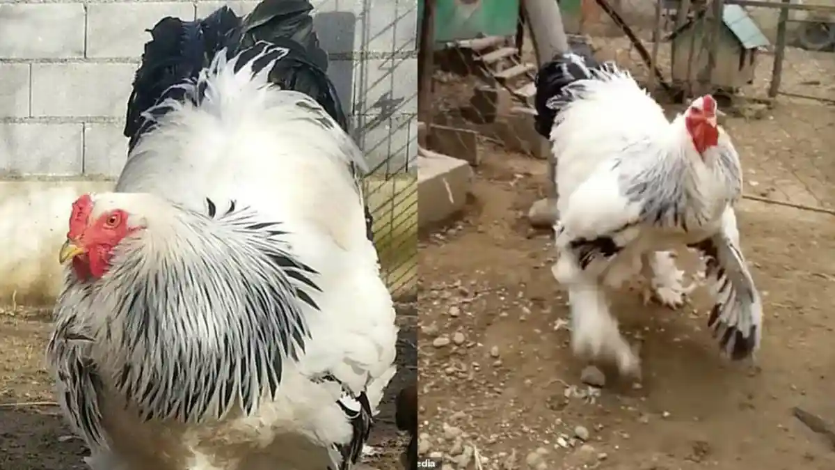 Setelah Sapi Terbesar di Dunia, Ayam Terbesar di Dunia Ini Pun Jadi Viral