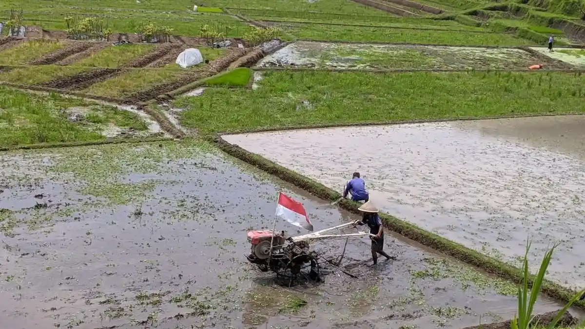 1.880 Hektare Lahan Padi di Kulon Progo Siap Panen Maret 2026 Ini