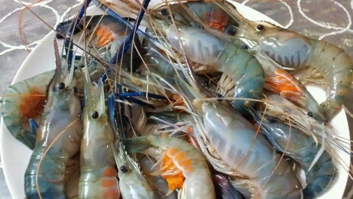 Tahukah Anda Perbedaan Antara Udang Laut dan Udang Air Tawar?