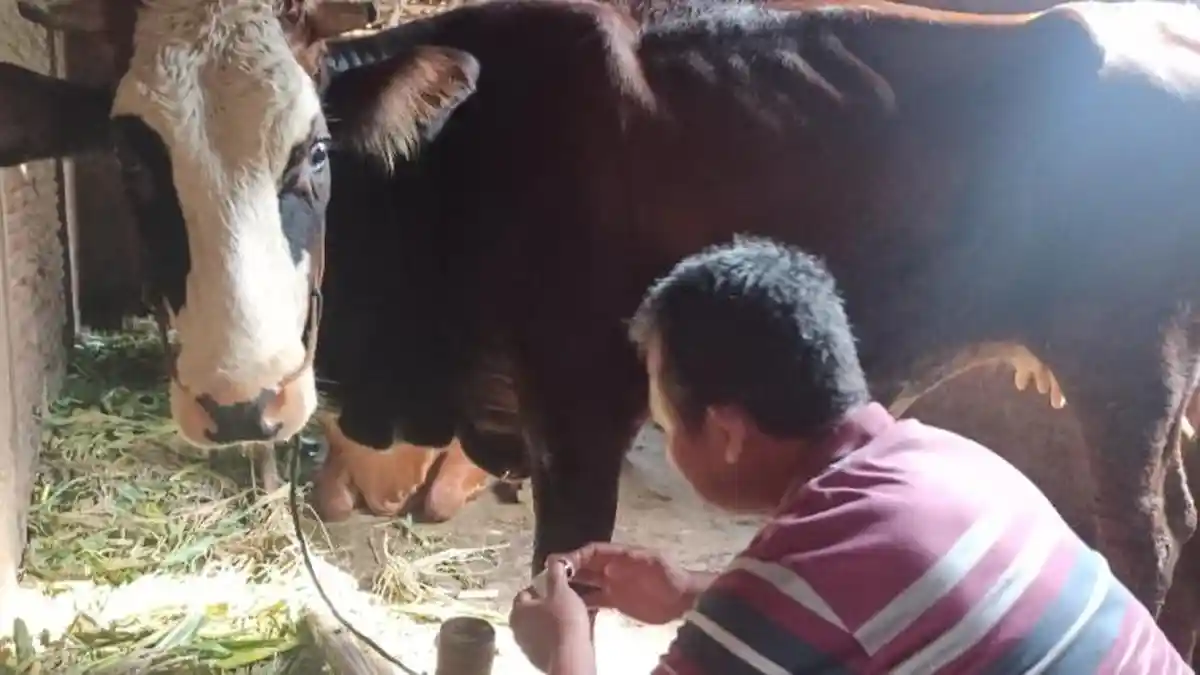 Total 23 Sapi Mati 27 Sakit Terjangkit PMK, Suparman Ingin Segera Ada Tindakan Dari Pemerintah