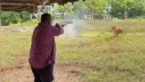 Gubernur-Perlis-Malaysia-tembak-sapi-kurban-pakai-Shotgun.jpg