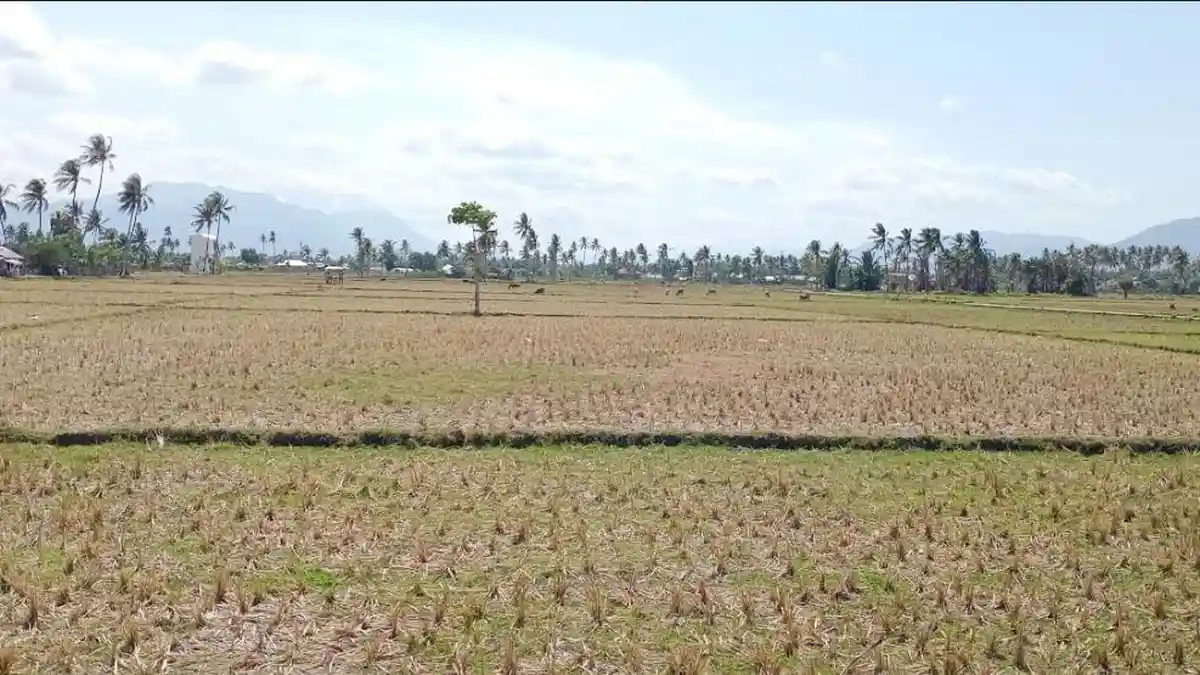 BNPB Minta Bantuan Gagal Panen Karena Banjir tak Disalurkan ke Korban Kekeringan