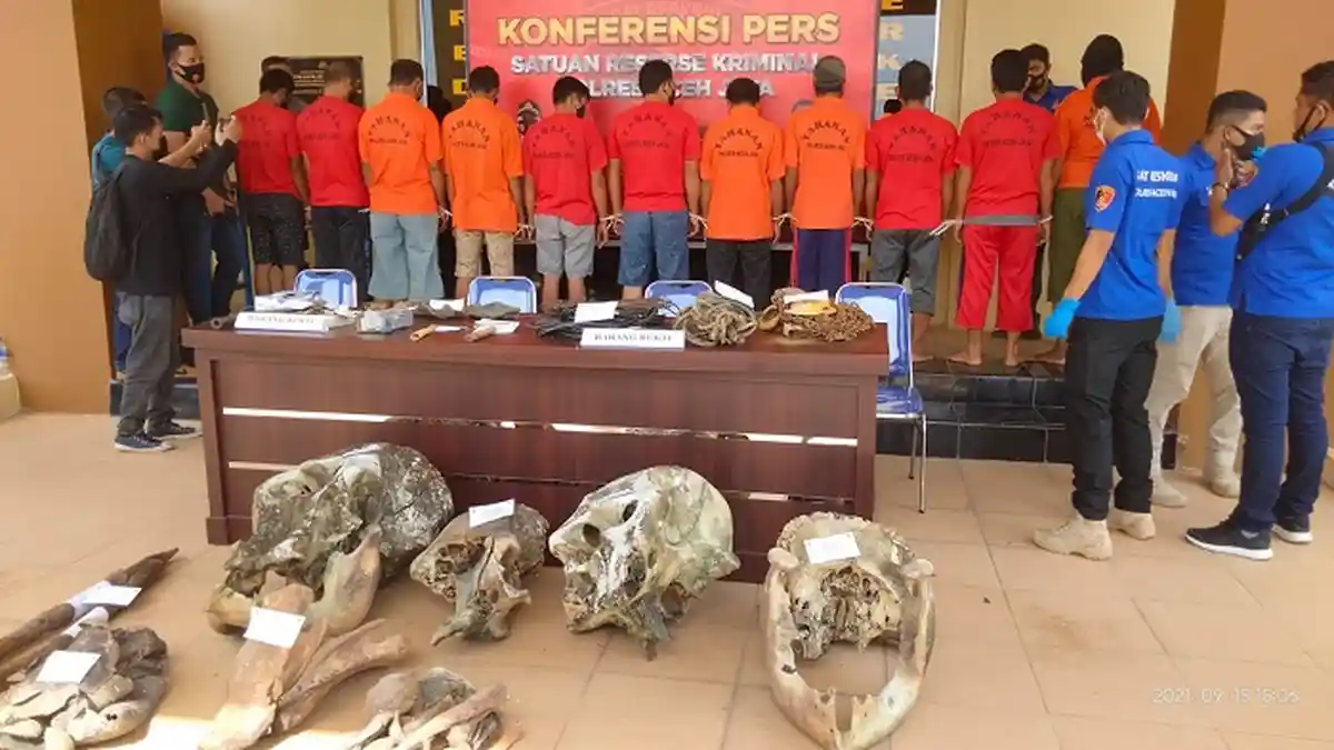 Polres Aceh Jaya Tangkap 11 Terduga Pelaku Pembunuh 5 Ekor Gajah