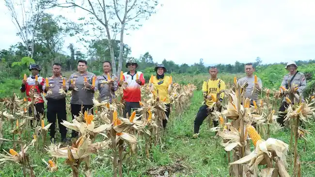 Tribun