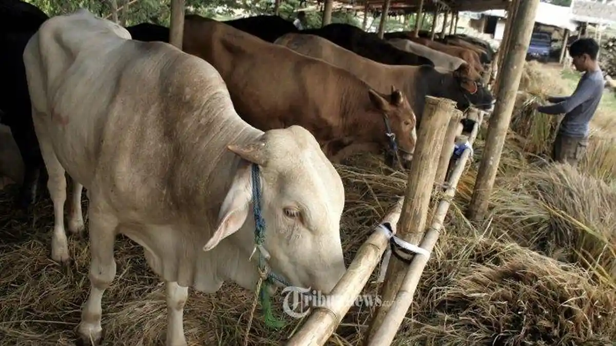Tak Hanya 'Suntik' Gadis 18 Tahun 165 Kali, Ayah, Adik & Kakak Juga Tiduri Sapi dan Kambing 80 Kali