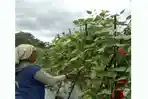 Program-Hortikultura-PLN-UIP-Nusra-Perkuat-Ketahanan-Pangan.jpg