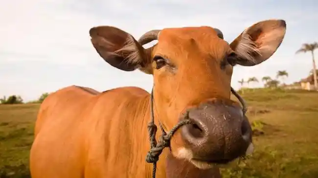 Tata Cara Menyembelih Hewan Qurban yang Baik dan Benar, Ketahui Ketentuannya