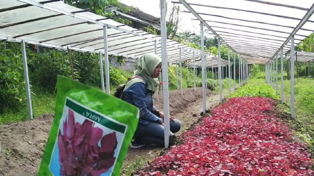 Sayur Organik dari Cangkringan Ini Tembus Supermarket