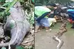 Kenapa-Piton-di-Sulawesi-Memangsa-Manusia-Ini-Penjelasan-Ahli-Teranyar-Nenek-Maga-Ditelan-di-Kebun.jpg