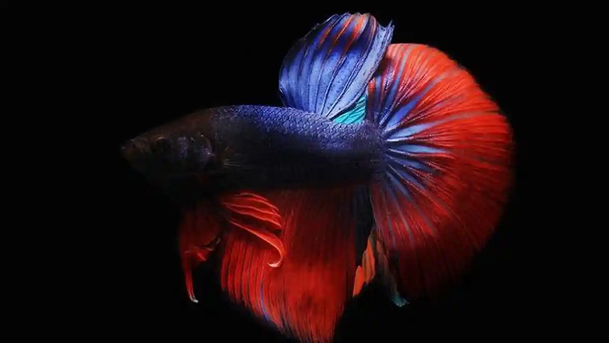 9 ARTI MIMPI Ikan Warna Warni, Ikan Merah, Ikan Biru: Pertanda ...