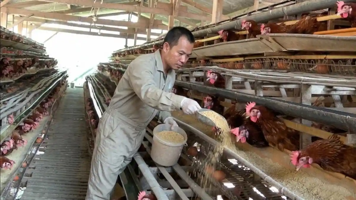 Peternak Kendal ke Pemerintah: Telur MBG Tak Perlu Impor