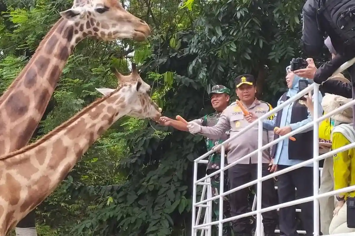 Momen Gubernur Khofifah, Kapolda dan Pangdam Kompak Suapi Sejoli Jerapah Moritz dan Wella di KBS