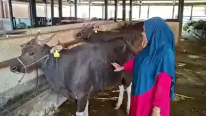 sapi-idul-adha-2026.jpg