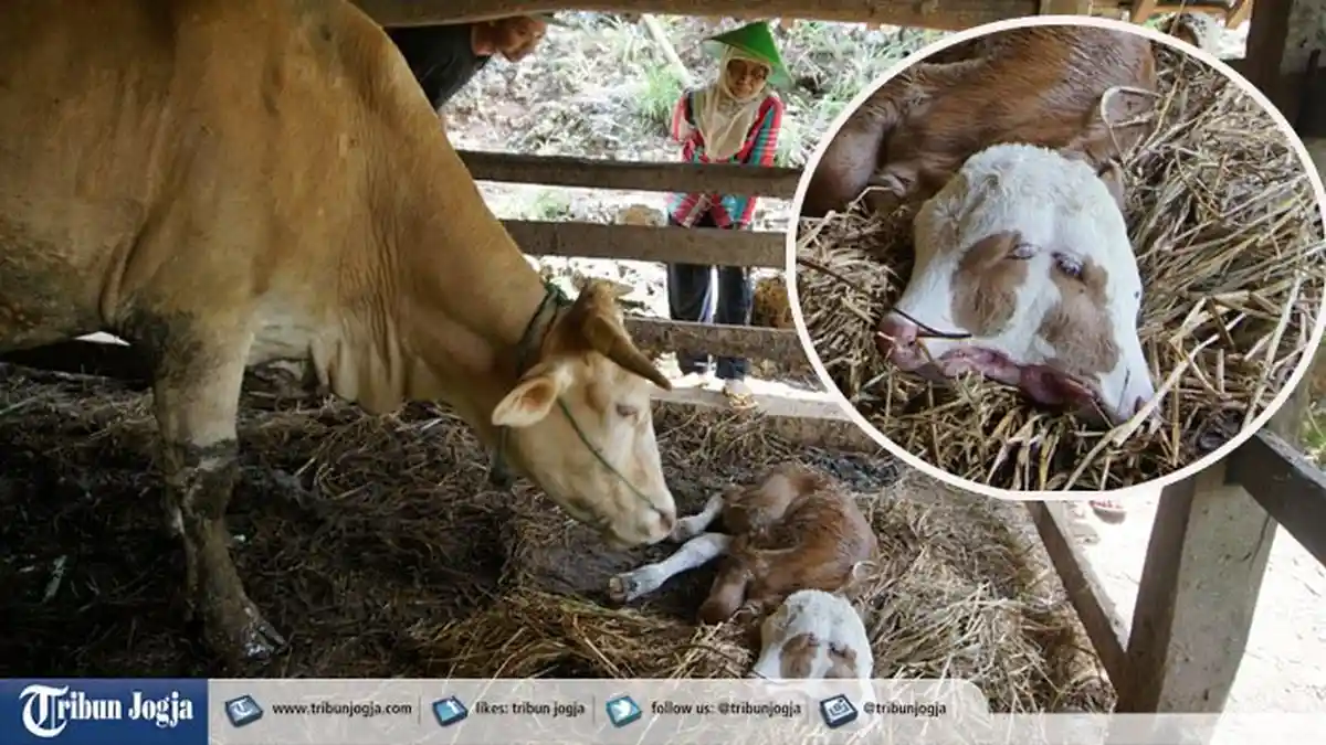 Sapi Berkepala Dua Lahir di Gunungkidul Yogyakarta, Perhatikan Keganjilan Fisiknya