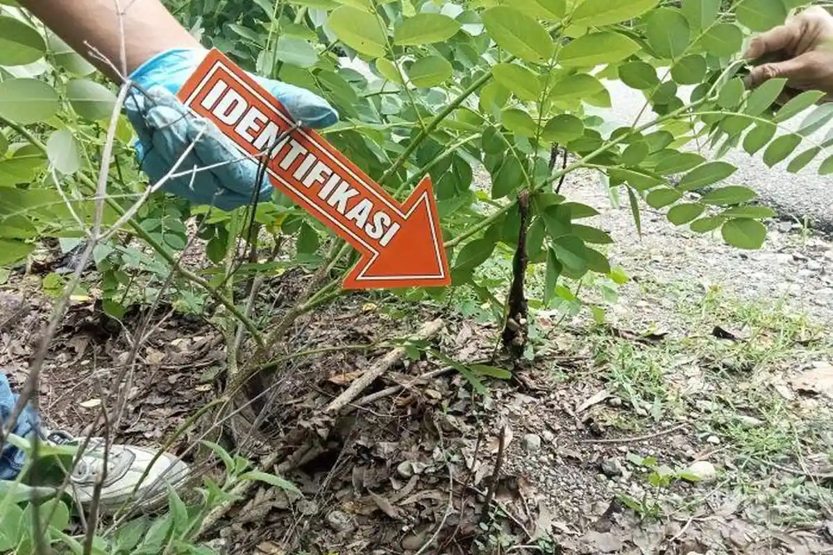 Pembunuhan Bayi di Kabupaten Timor Tengah Utara, Polsek Miomaffo Timur Terapkan Pasal Berlapis