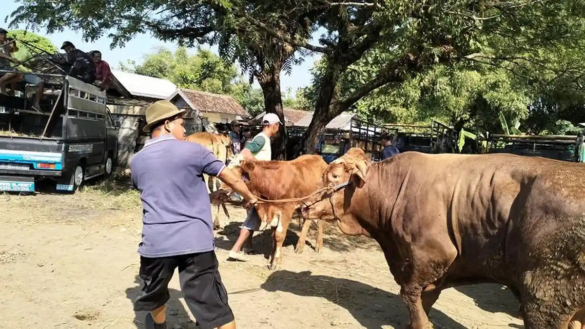 DP4 Blora Terjunkan 70 Petugas Pengawas dan Pemeriksa Hewan Kurban Saat Iduladha