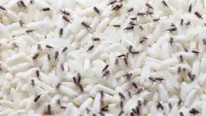 kutu-beras.jpg