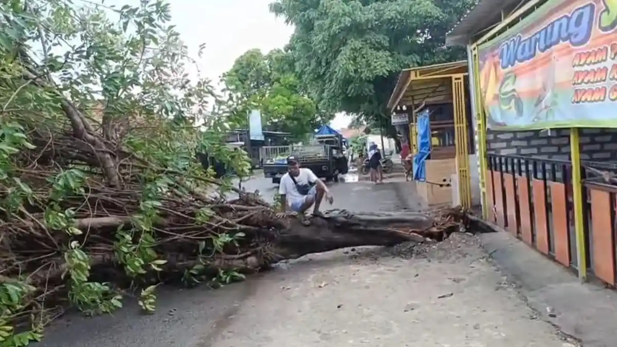 Pohon Tumbang Akibat Cuaca Ekstrim, Arus Lalulintas di Jalan Raya Mudik Sampang Sempat Macet