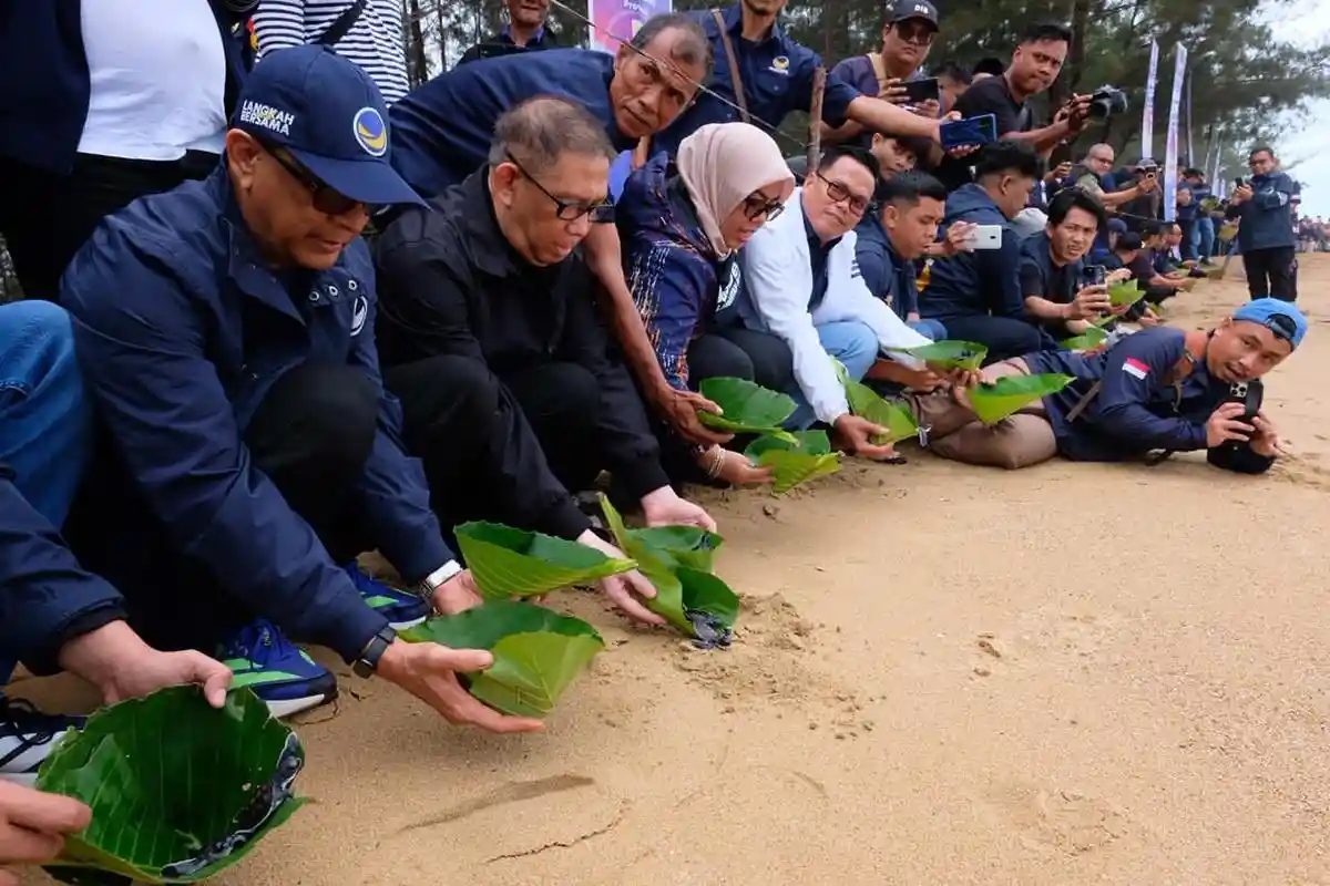 Tebar 20.000 Tukik, Nasdem Kalbar Dorong Pelestarian Penyu di Pantai Paloh