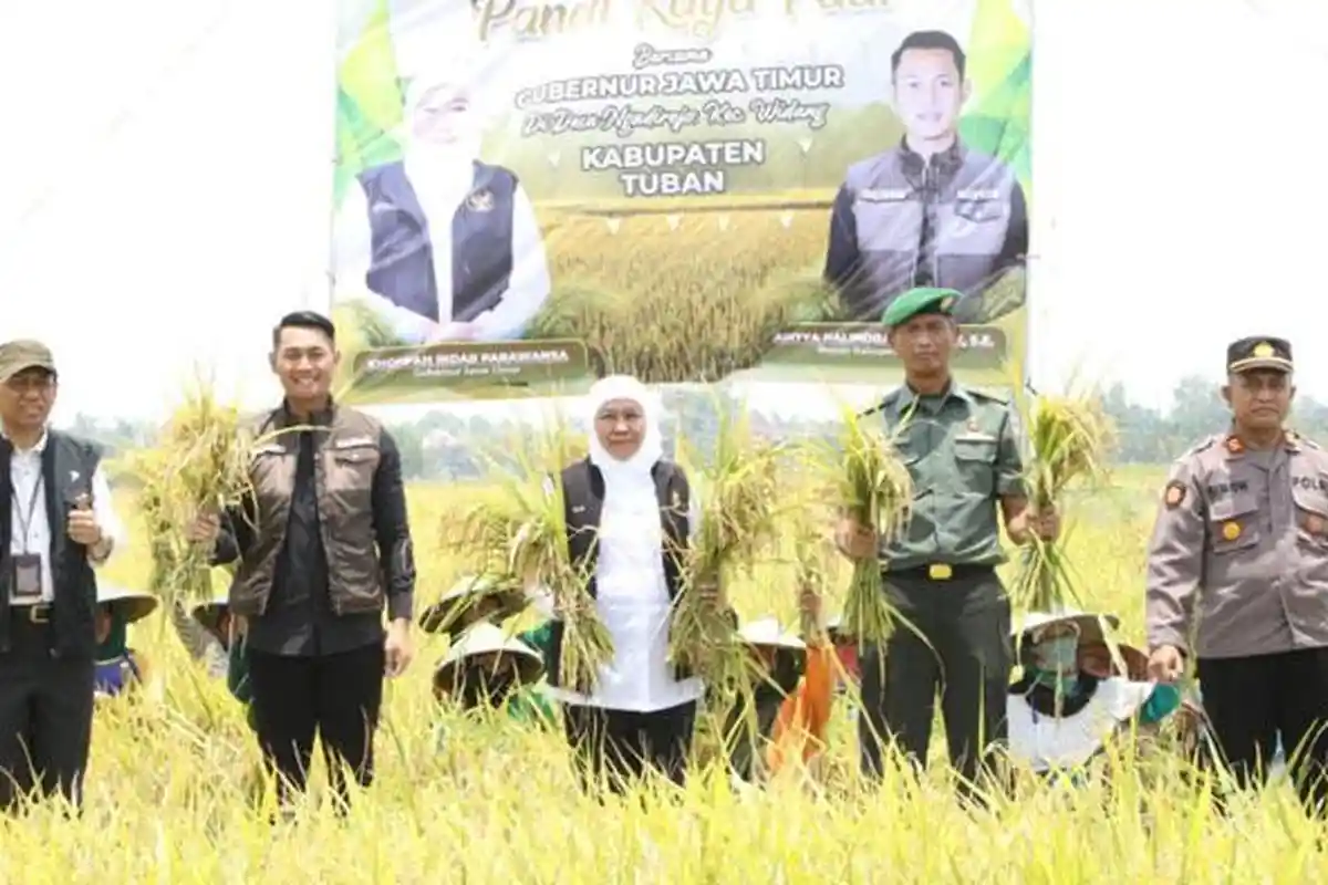 Gubernur Khofifah Panen Padi Inpari 32 HDB di Tuban, Varietas Unggul yang Tahan Hawar Daun Bakteri