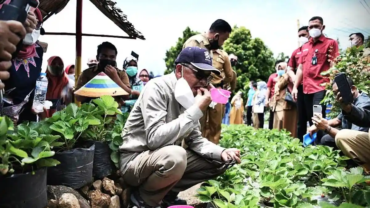 FOTO: Nurdin Abdullah Petik Stroberi Hasil Budidaya Warga di Desa Bonto Tallasa Bantaeng