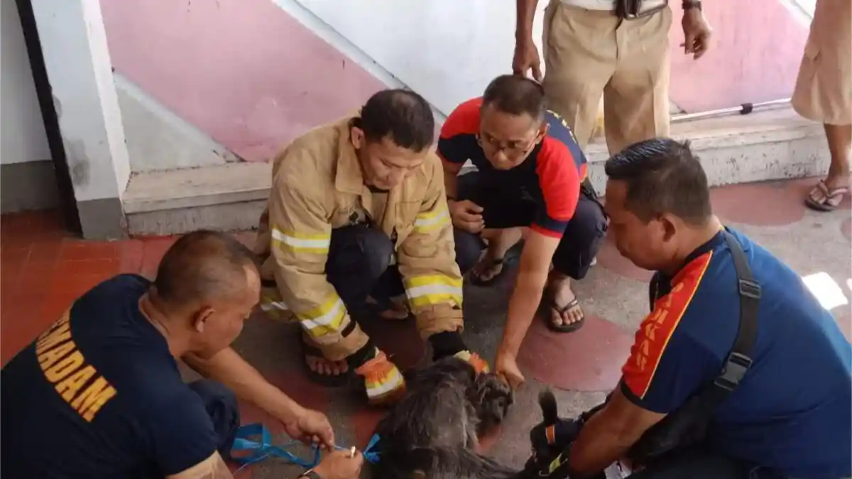 Penangkapan Dramatis Lutung Jawa di Pekarangan Warga Bondowoso, Diduga Hewan Peliharaan Lepas
