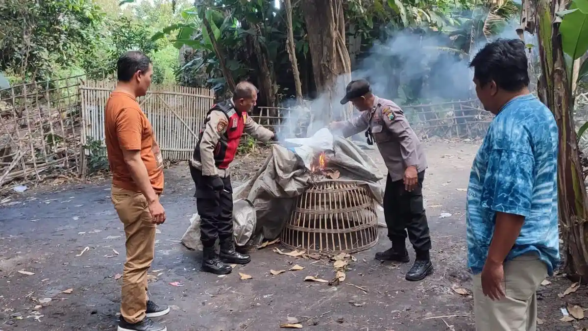 Arena Judi Sabung Ayam di Balongbendo Sidoarjo Diobrak Polisi