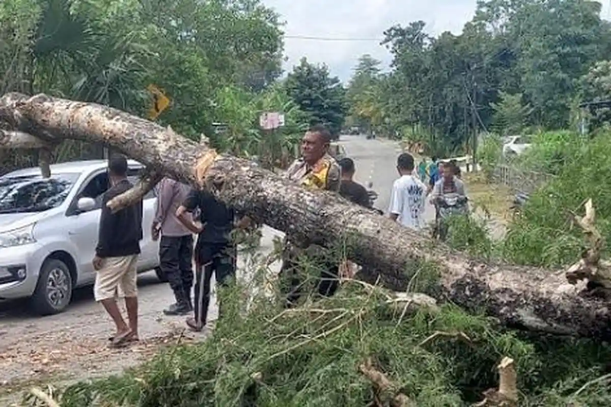 Pohon Besar di Oesusu Kabupaten Kupang Tumbang Hambat Arus Lalu Lintas Jalan Timor Raya