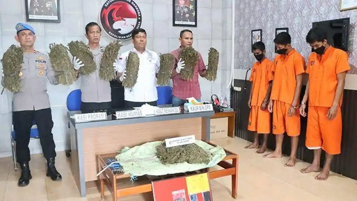 Polres Langsa Ringkus 3 Tersangka Pegedar 10 Kilogram Ganja,Dari Nagan Raya Hendak Dijual di Langsa 