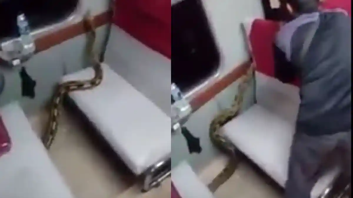 GEGER Ada Ular Piton Besar di Kursi Kereta Api, Penumpang Panik (Video)