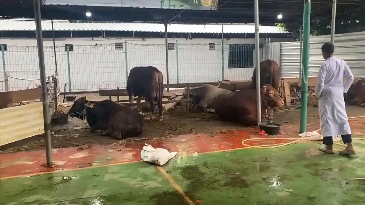 Gibran Kurban Sapi Limosin Berbobot 700 Kg di Masjid Agung Al-Azhar Jaksel
