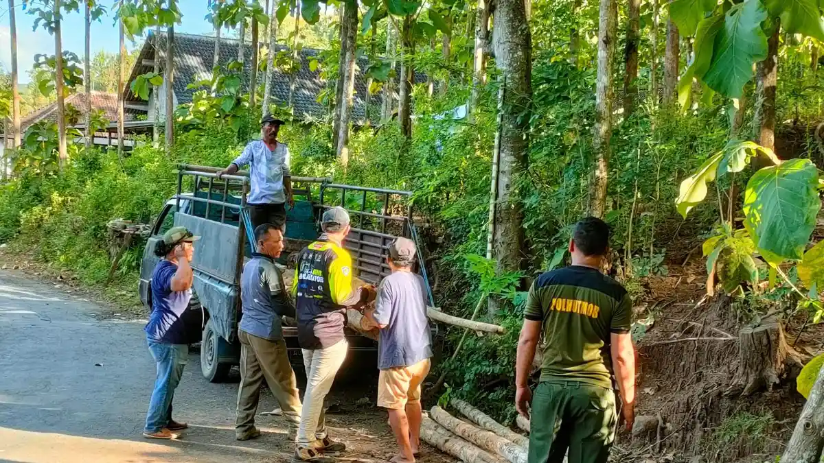 Amankan Barang Bukti Pencurian Kayu dalam Hutan. Polhut di Blitar Malah Pontang-panting