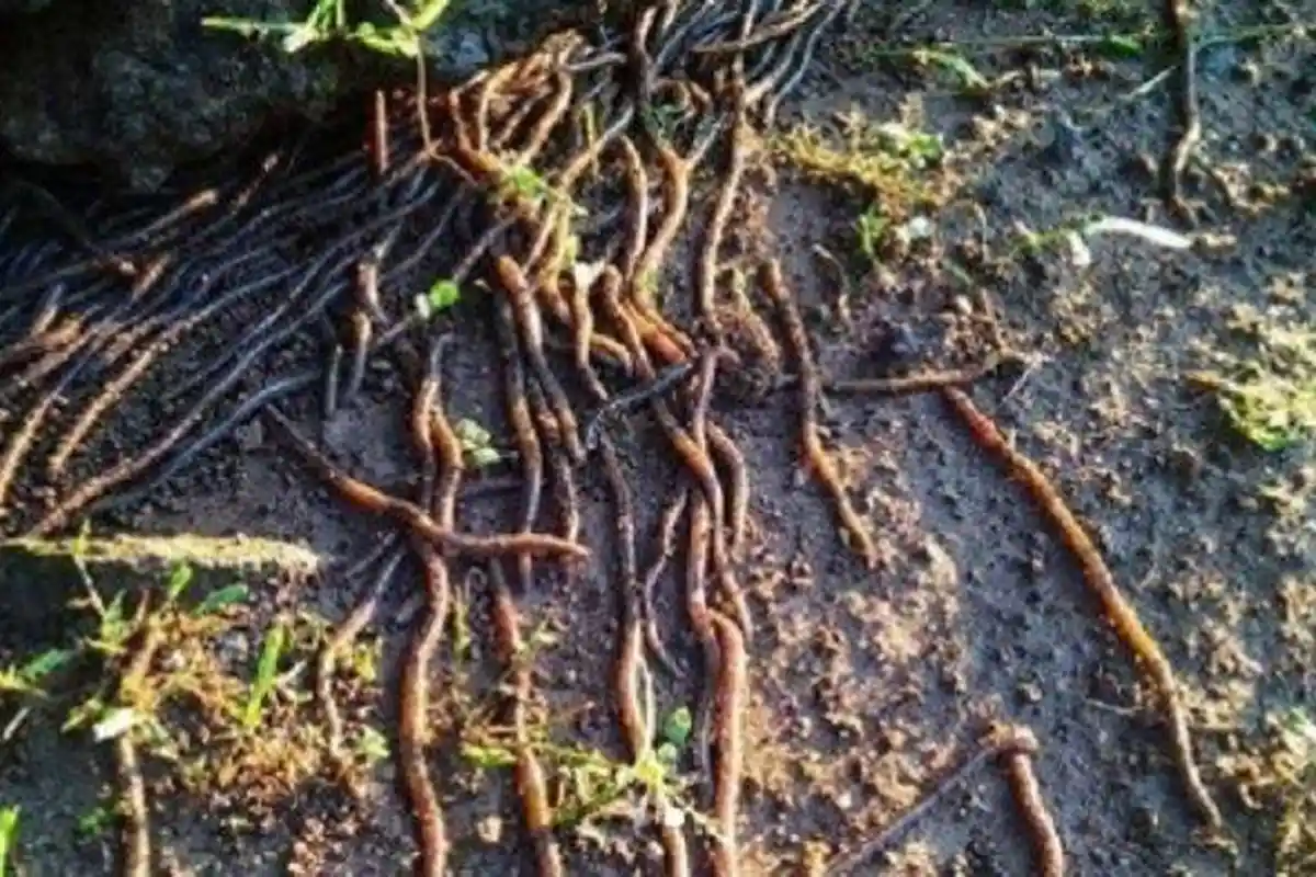 Warga Solo Geger Ribuan Cacing Keluar dari Tanah, Ahli Beri Penjelasan