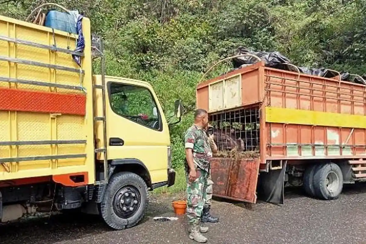 Begini Kronologi Keterlibatan Oknum BIN Jebol Penjagaan ASF di Toraja Utara