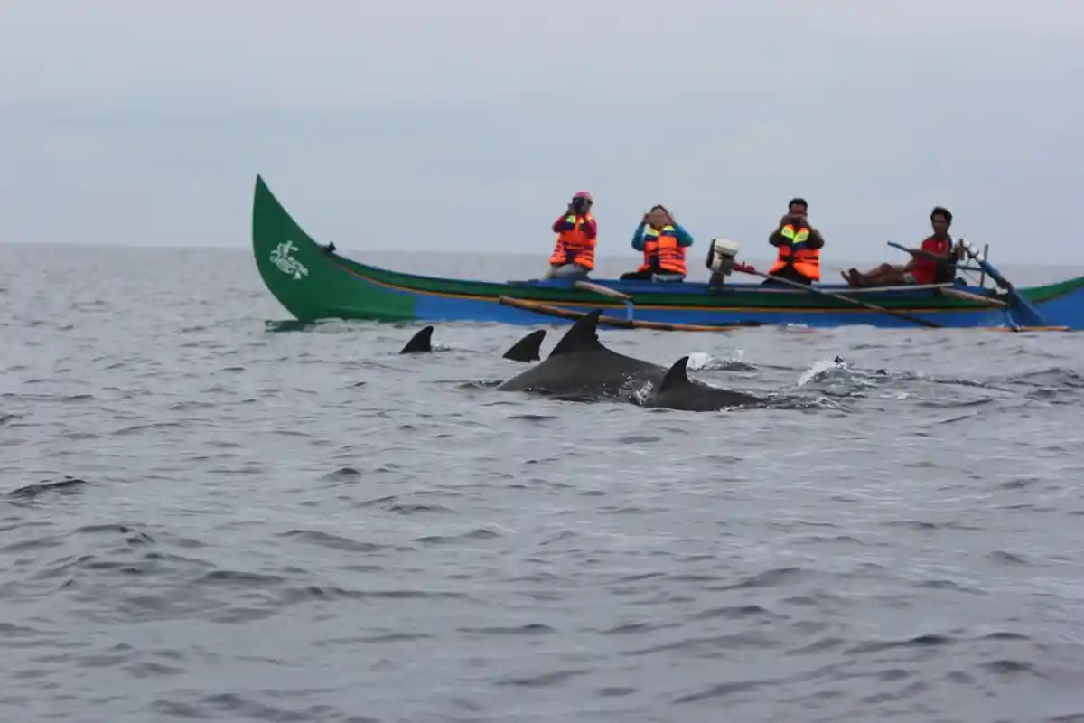 Ubah Teluk Kiluan Jadi Daerah Konservasi Lumba-Lumba, Bupati Bambang Mau Rapat Dulu