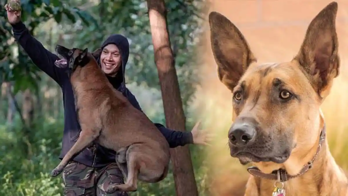 Mengenal Anjiing Belgian Malinois, Mudah Ngambek hingga Harganya yang Capai Ratusan Juta