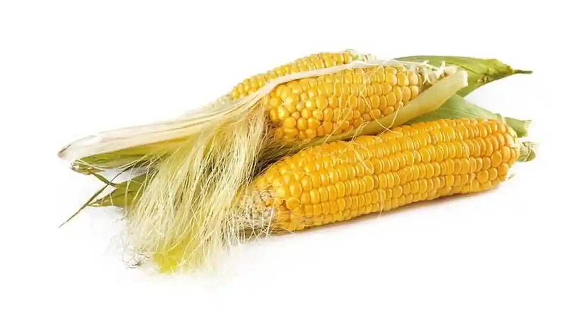 Kunci Jawaban Tema 1 Kelas 6 SD Halaman 2, 4 dan 6 : Bagaimana Jagung Berkembang Biak?
