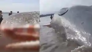 viral-seekor-paus-sperma-terdampar-di-pesisir-Pomalaa-Kolaka-Sulawesi-Tenggara.jpg